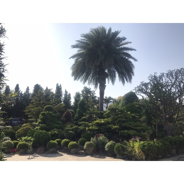 景觀樹木,庭園造景樹木