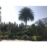 景觀樹木,庭園造景樹木-和平園藝有限公司