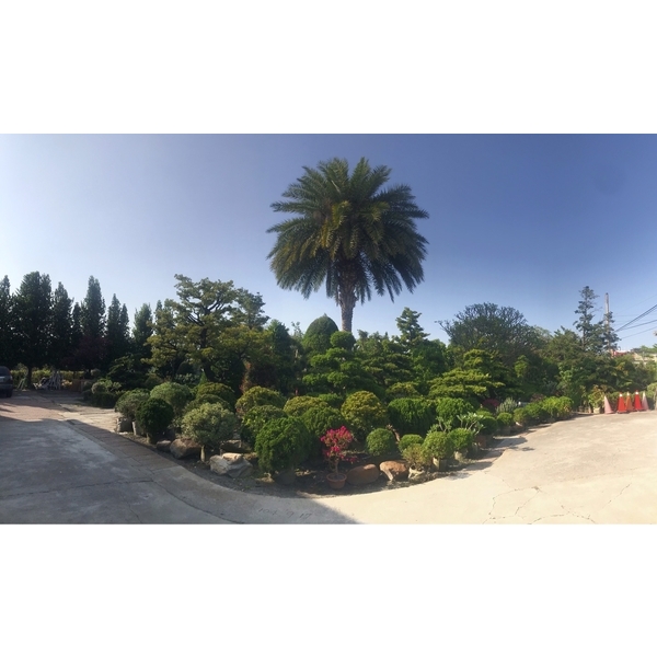 景觀樹木,庭園造景樹木