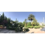 景觀樹木,庭園造景樹木-和平園藝有限公司