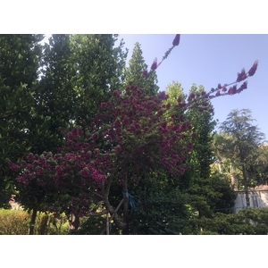 景觀樹木,庭園造景樹木-和平園藝有限公司