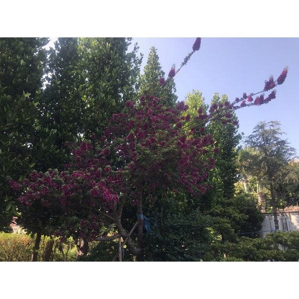 景觀樹木,庭園造景樹木