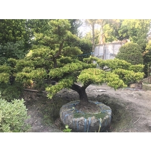 景觀樹木,庭園造景樹木-和平園藝有限公司