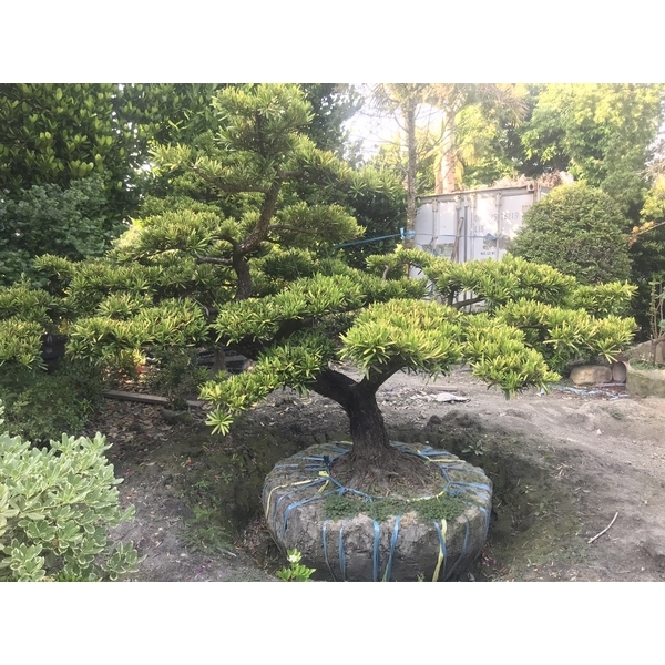 景觀樹木,庭園造景樹木