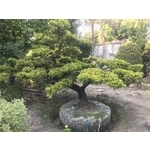 景觀樹木,庭園造景樹木-和平園藝有限公司