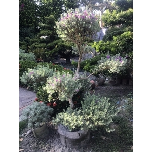 景觀樹木,庭園造景樹木-和平園藝有限公司