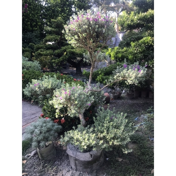 景觀樹木,庭園造景樹木
