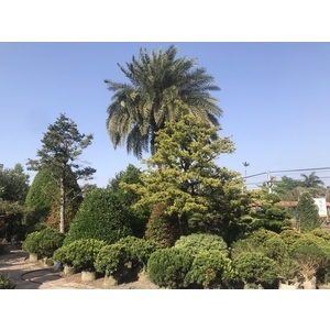 景觀樹木,庭園造景樹木-和平園藝有限公司