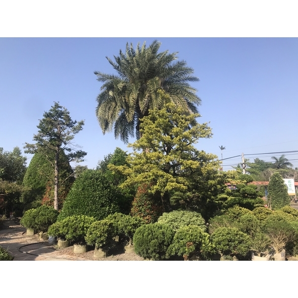 景觀樹木,庭園造景樹木