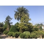 景觀樹木,庭園造景樹木-和平園藝有限公司