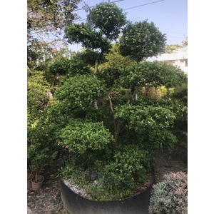 景觀樹木,庭園造景樹木-和平園藝有限公司