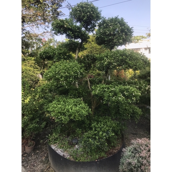 景觀樹木,庭園造景樹木