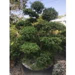 景觀樹木,庭園造景樹木-和平園藝有限公司