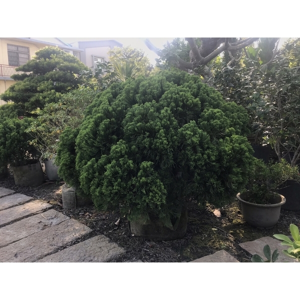 景觀樹木,庭園造景樹木