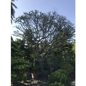 景觀樹木,庭園造景樹木-和平園藝有限公司
