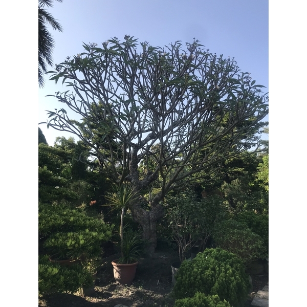 景觀樹木,庭園造景樹木