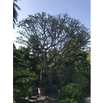景觀樹木,庭園造景樹木-和平園藝有限公司