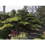 景觀樹木,庭園造景樹木-和平園藝有限公司