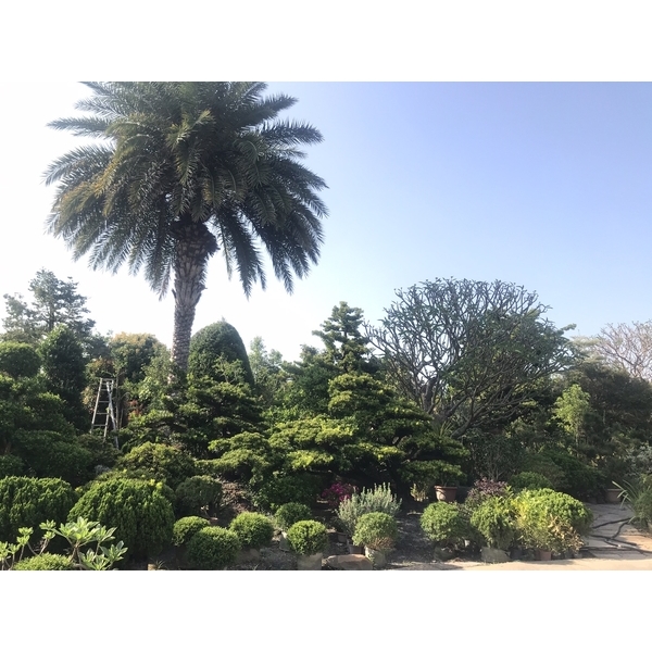 景觀樹木,庭園造景樹木