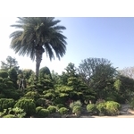 景觀樹木,庭園造景樹木-和平園藝有限公司