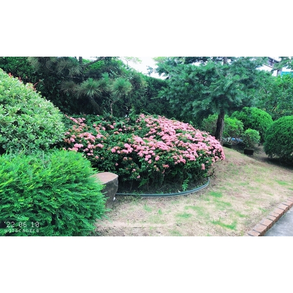 景觀樹木,庭園造景樹木