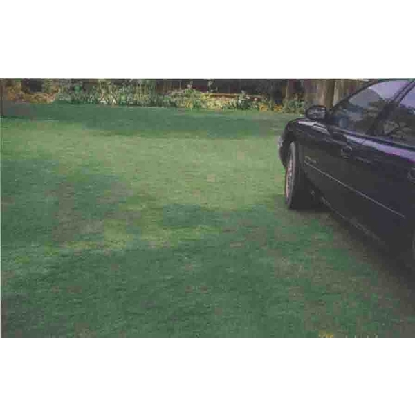 場鑄植草地坪施工 場鑄植草地坪施工