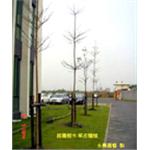 庭園樹木草皮種植 - 永興園藝有限公司