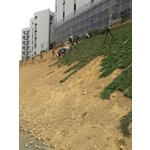 邊坡草皮綠化工程 - 永興園藝有限公司