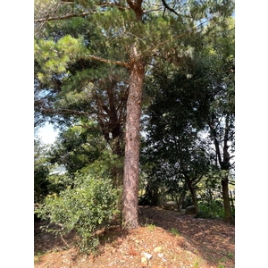 植栽古樹批售-兆美還淨工程有限公司