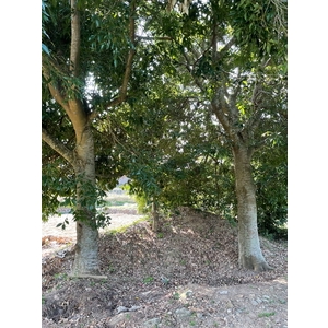 植栽古樹批售-兆美還淨工程有限公司