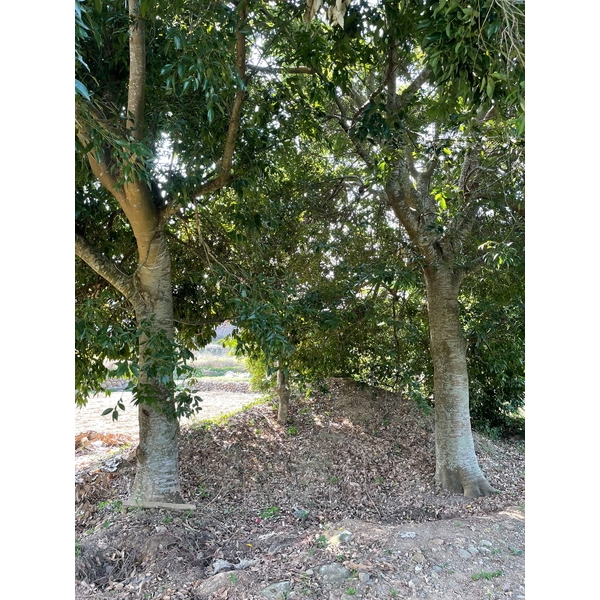 植栽古樹批售