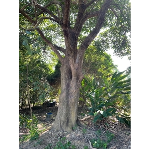 植栽古樹批售-兆美還淨工程有限公司