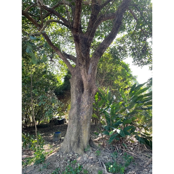 植栽古樹批售