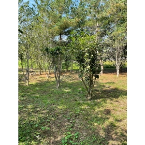 植栽古樹批售-兆美還淨工程有限公司