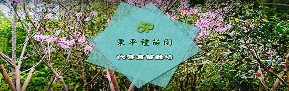 東平種苗園-樹苗批發零售,櫻花樹苗,果苗,代客栽培,苗木架接,八重櫻,富士櫻